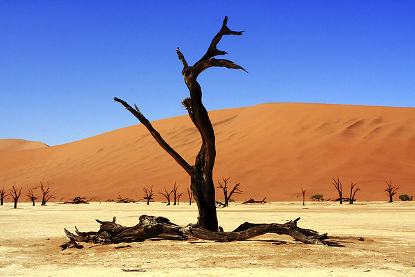 Where Once There Was A Forest - Dead Vlei - Sossus Picture Board by Aidan Moran