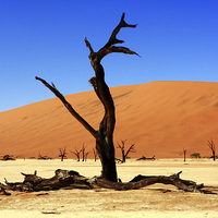 Buy canvas prints of Where Once There Was A Forest - Dead Vlei - Sossus by Aidan Moran