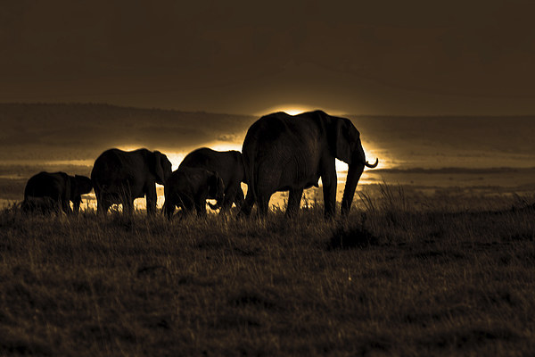  Elephant Herd On The Masai Mara Picture Board by Aidan Moran