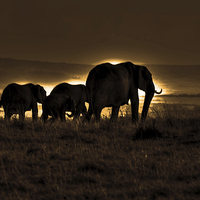 Buy canvas prints of  Elephant Herd On The Masai Mara by Aidan Moran