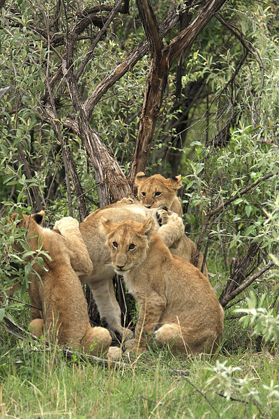   Masai Mara Lion Cubs  Picture Board by Aidan Moran