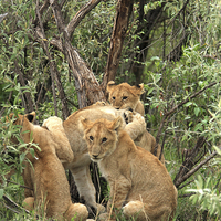 Buy canvas prints of   Masai Mara Lion Cubs  by Aidan Moran