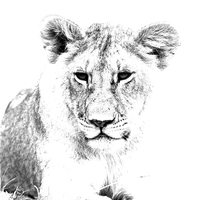 Buy canvas prints of African Lion  by Aidan Moran