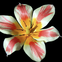 Buy canvas prints of  Flowering Splendor  by Aidan Moran