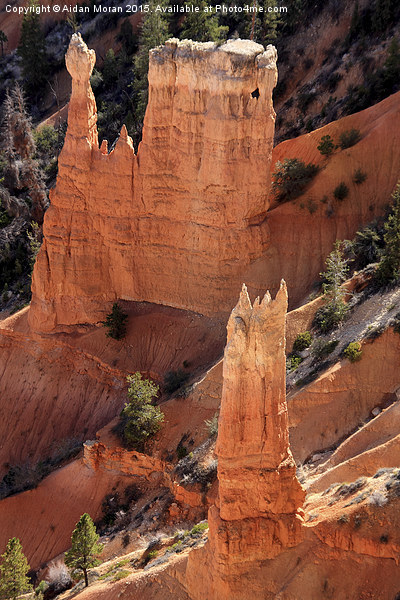  Bryce Canyon National Park, Utah, North America Picture Board by Aidan Moran