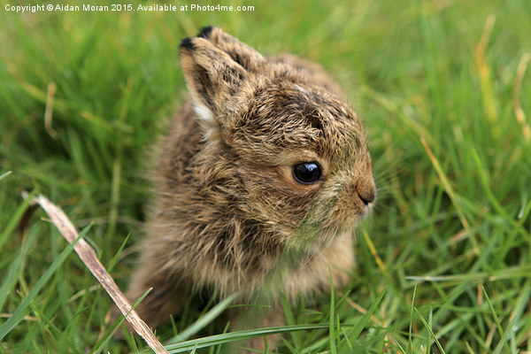  Leveret In The Grass  Picture Board by Aidan Moran