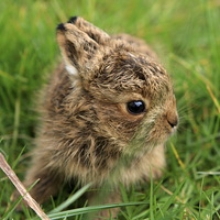 Buy canvas prints of  Leveret In The Grass  by Aidan Moran