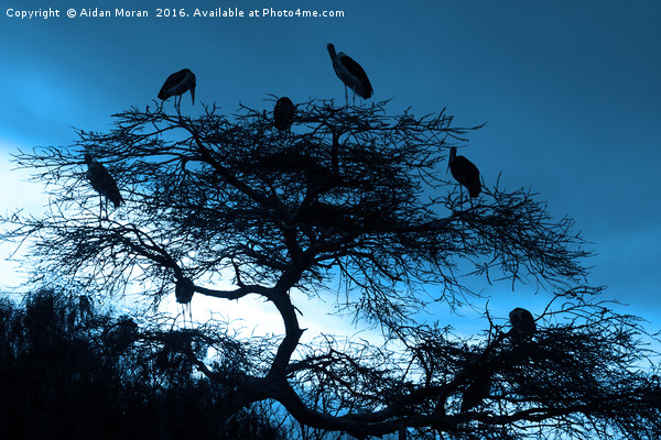 Marabou Stork, Ethiopia, Africa Picture Board by Aidan Moran