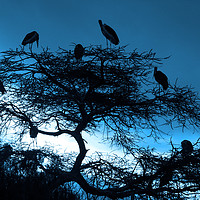 Buy canvas prints of Marabou Stork, Ethiopia, Africa by Aidan Moran