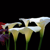 Buy canvas prints of Lilies In Spring  by Aidan Moran