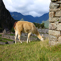 Buy canvas prints of Llama At Machu Picchu, Peru  by Aidan Moran