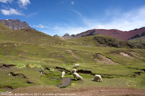 Llamas In Painted Landscape  Picture Board by Aidan Moran
