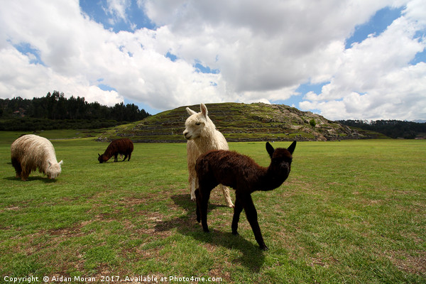 Llama Herd At Saqsaywaman Ruin, Peru  Picture Board by Aidan Moran