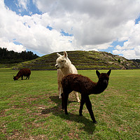 Buy canvas prints of Llama Herd At Saqsaywaman Ruin, Peru  by Aidan Moran