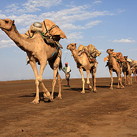 Buy canvas prints of Camel Train  by Aidan Moran