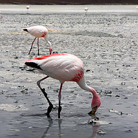 Buy canvas prints of James's Flamingo, Bolivia  by Aidan Moran