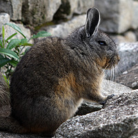 Buy canvas prints of The Chinchilla Of Machu Picchu  by Aidan Moran