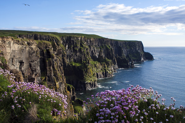 Sea Pink On The Cliffs  Picture Board by Aidan Moran