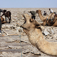 Buy canvas prints of The Afar People And Their Camels  by Aidan Moran