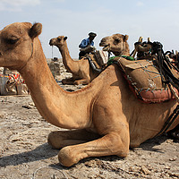 Buy canvas prints of Camel Waiting Patiently  by Aidan Moran