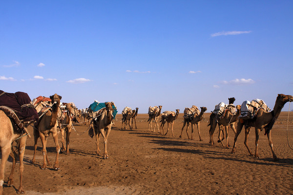 Camels In The Danakil Depression  Picture Board by Aidan Moran