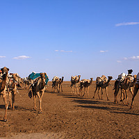 Buy canvas prints of Camels In The Danakil Depression  by Aidan Moran