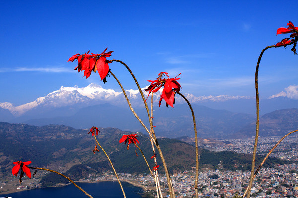 Himalayan City Of Pokhara, Nepal  Picture Board by Aidan Moran