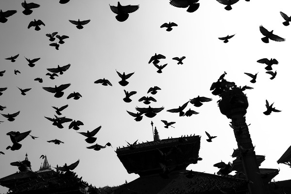Temple Birds, Durbar Square, Kathmandu  Picture Board by Aidan Moran