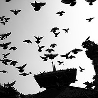 Buy canvas prints of Temple Birds, Durbar Square, Kathmandu  by Aidan Moran