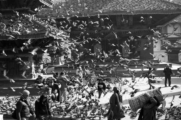 Little Boy Among The Pigeons  Picture Board by Aidan Moran