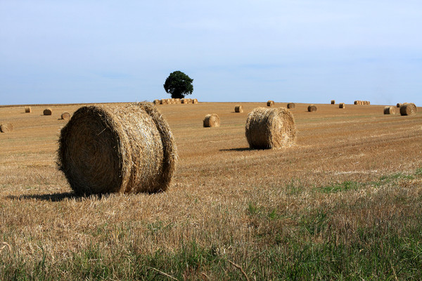 Rural French Landscape  Picture Board by Aidan Moran