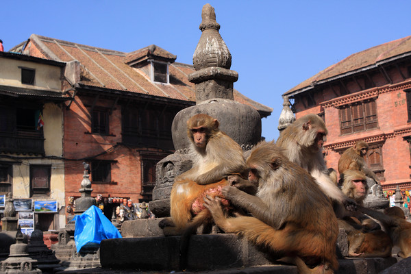 Monkeys At Swayambhunath Temple, Kathmandu  Picture Board by Aidan Moran