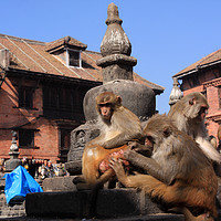 Buy canvas prints of Monkeys At Swayambhunath Temple, Kathmandu  by Aidan Moran