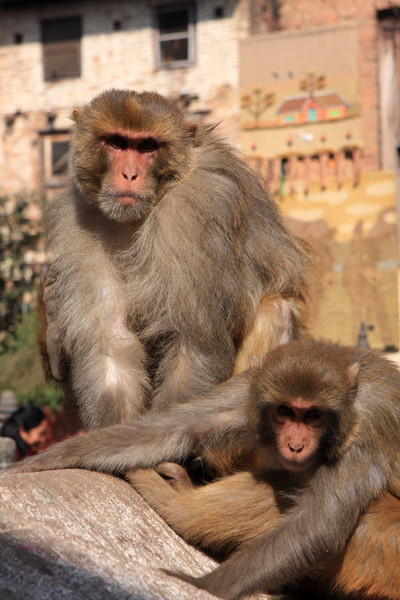 Kathmandu Street Monkeys  Picture Board by Aidan Moran