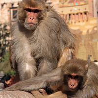 Buy canvas prints of Kathmandu Street Monkeys  by Aidan Moran