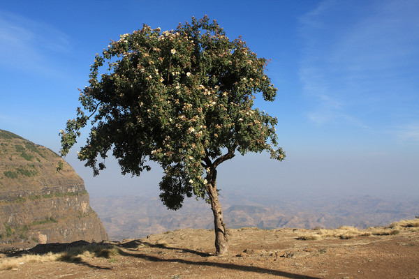 Single Tree On The Simien Mountains  Picture Board by Aidan Moran