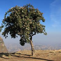 Buy canvas prints of Single Tree On The Simien Mountains  by Aidan Moran