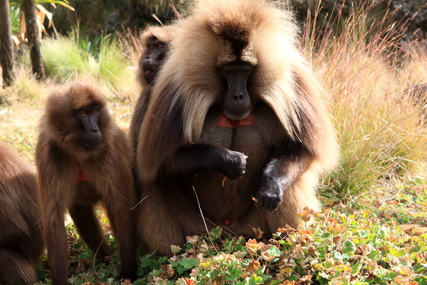 Ethiopian Gelada Baboons  Picture Board by Aidan Moran