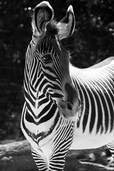Zebra Portrait  Picture Board by Aidan Moran