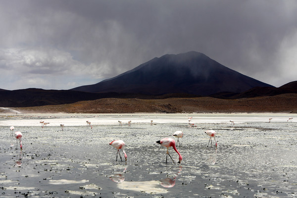 Flamingo's On A Salt Lake, Bolivia  Picture Board by Aidan Moran