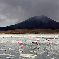 Buy canvas prints of Flamingo's On A Salt Lake, Bolivia  by Aidan Moran