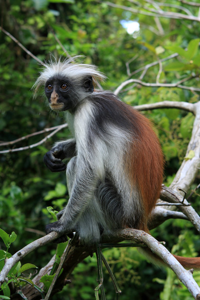 Red Colobus Monkey  Picture Board by Aidan Moran