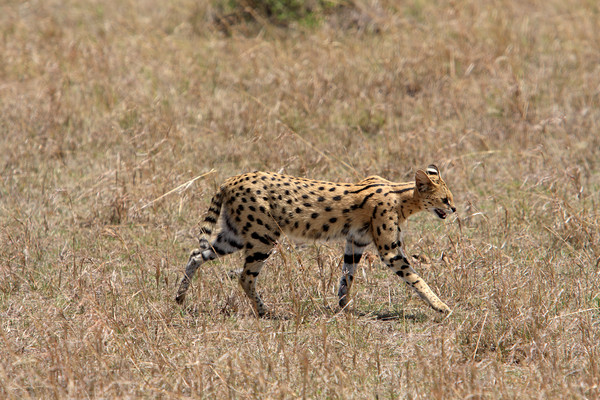 Serval Cat On The Masai Mara, Kenya  Picture Board by Aidan Moran