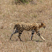 Buy canvas prints of Serval Cat On The Masai Mara, Kenya  by Aidan Moran