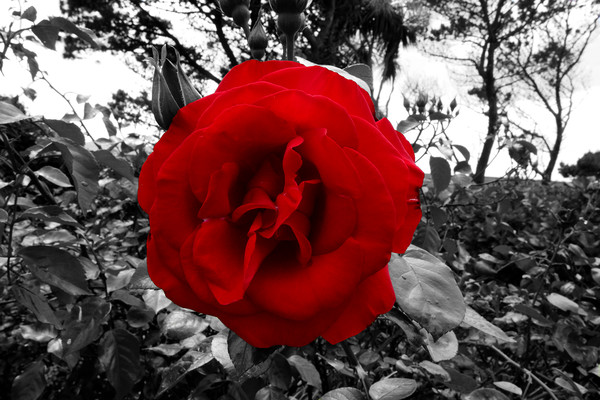 Blood Red Rose In Black And White Foliage  Picture Board by Aidan Moran