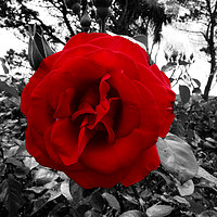 Buy canvas prints of Blood Red Rose In Black And White Foliage  by Aidan Moran