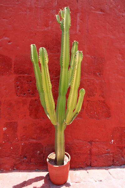 Captivating Cactus Against Crimson Wall Picture Board by Aidan Moran