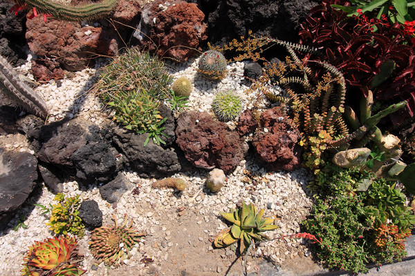 Cactus Rock Garden  Picture Board by Aidan Moran