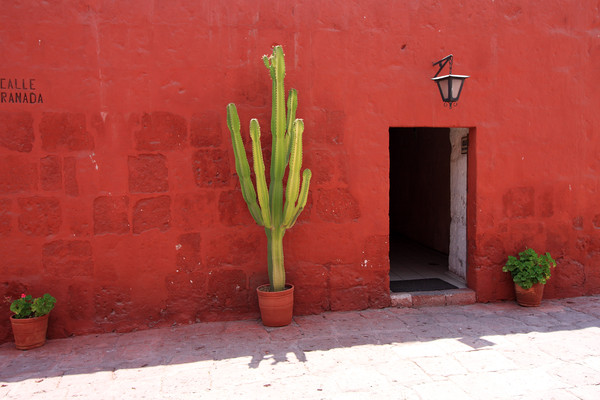 Cactus In Santa Catalina Monastery  Picture Board by Aidan Moran