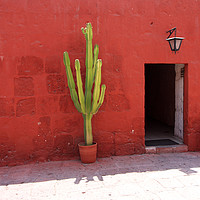 Buy canvas prints of Cactus In Santa Catalina Monastery  by Aidan Moran